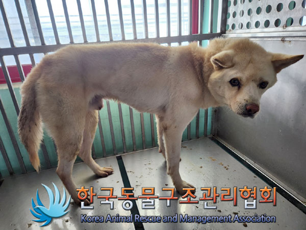 한국동물구조관리협회_441414202300813